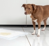 La cistite nel cane: quali sono le cause, i sintomi ed i fattori predisponenti